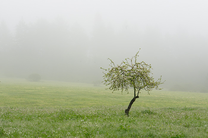 Tree in Fog